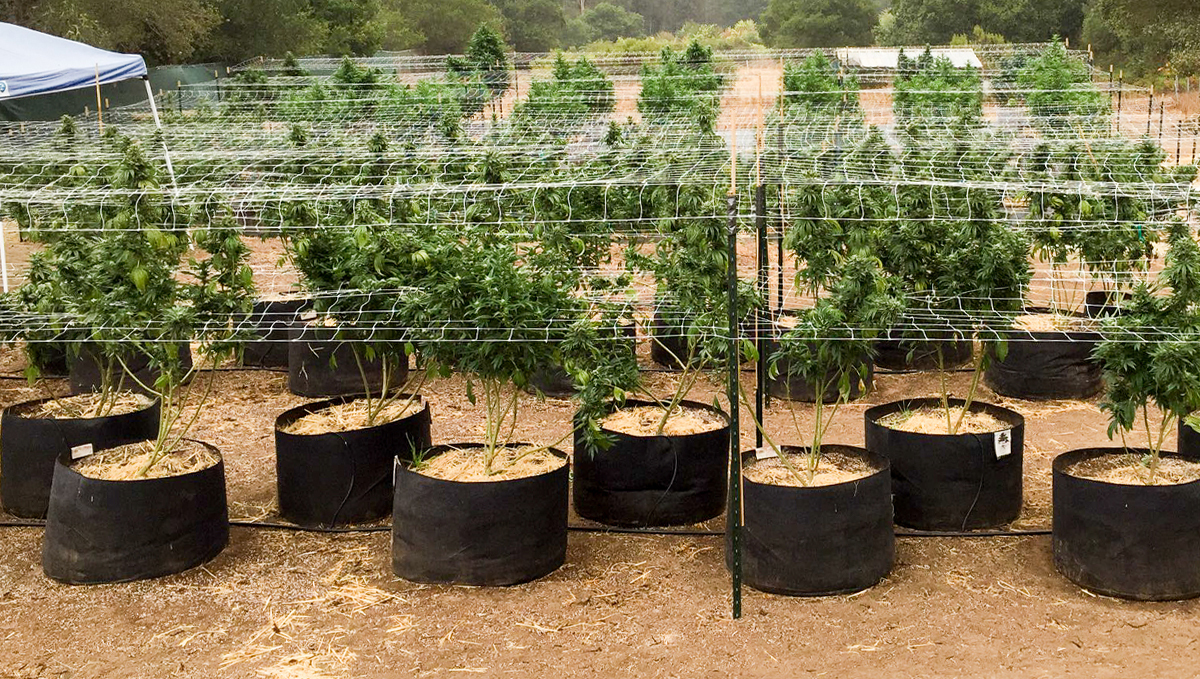 9 time-saving tips: easy access to plants 9 time-saving tips: easy access to plants