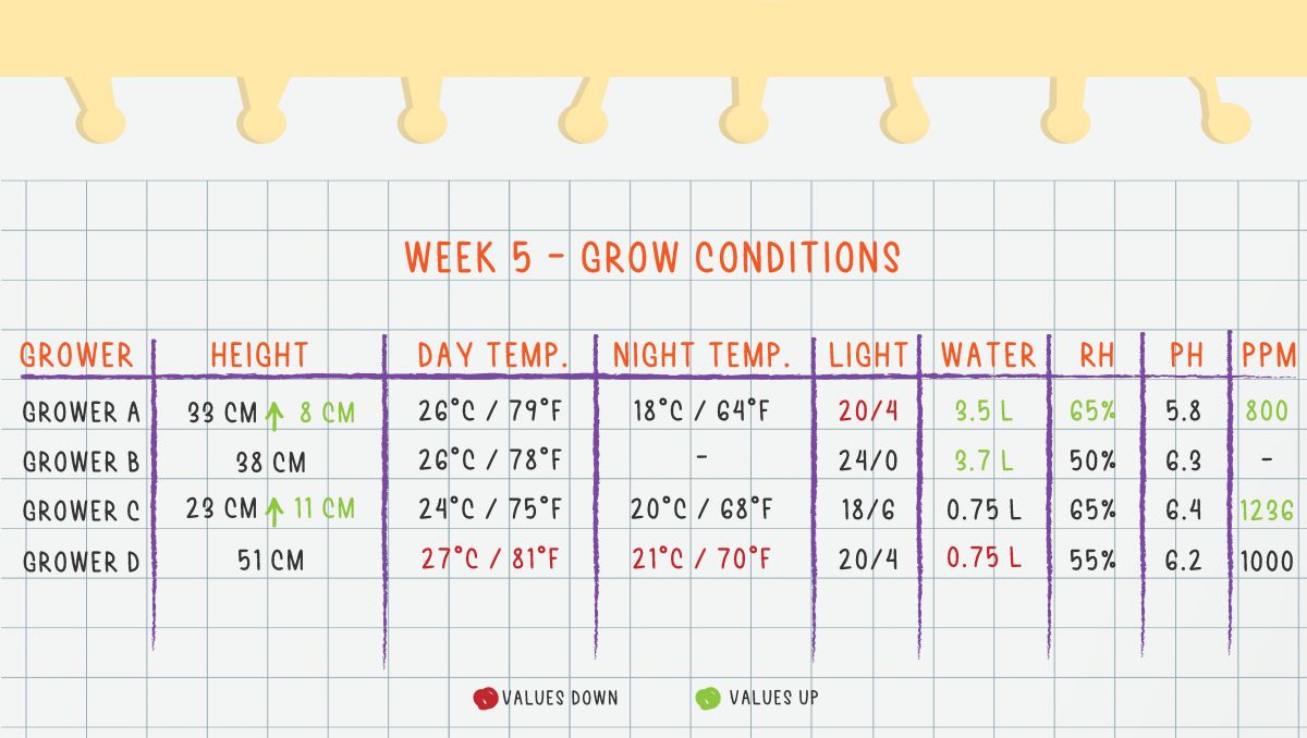Orange Sherbet Auto Cannabis Strain Week-by-Week Guide: Week 5 grow conditions Orange Sherbet Auto Cannabis Strain Week-by-Week Guide: Week 5 grow conditions