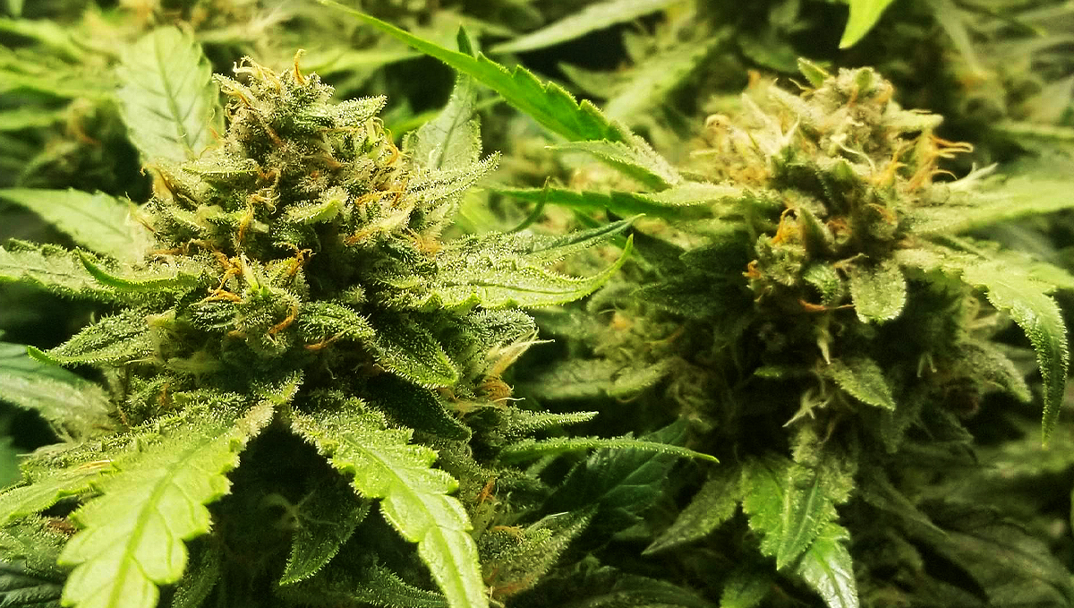 BubbleGum Auto: specifications