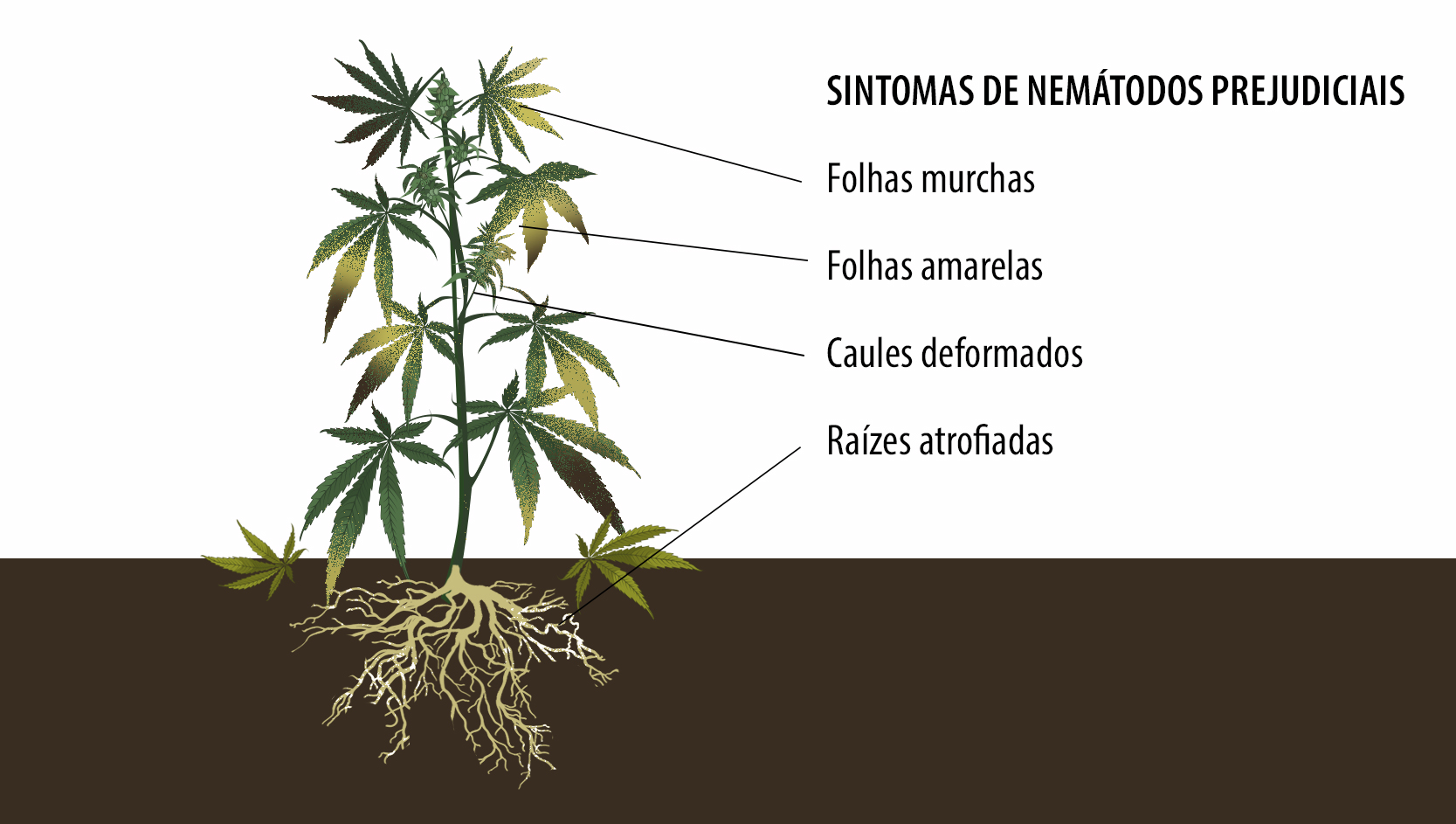 Benefícios dos microorganismos: sintomas de nemátodos prejudiciais Benefícios dos microorganismos: sintomas de nemátodos prejudiciais