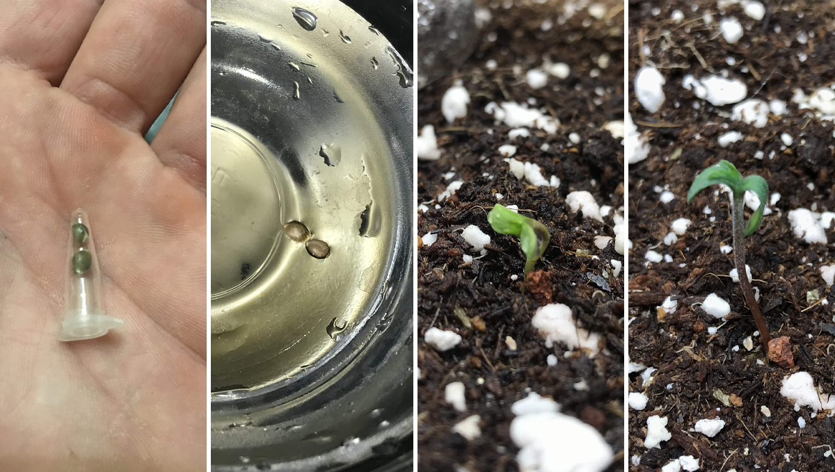 Cheese Auto: week 1 Cheese Auto: week 1