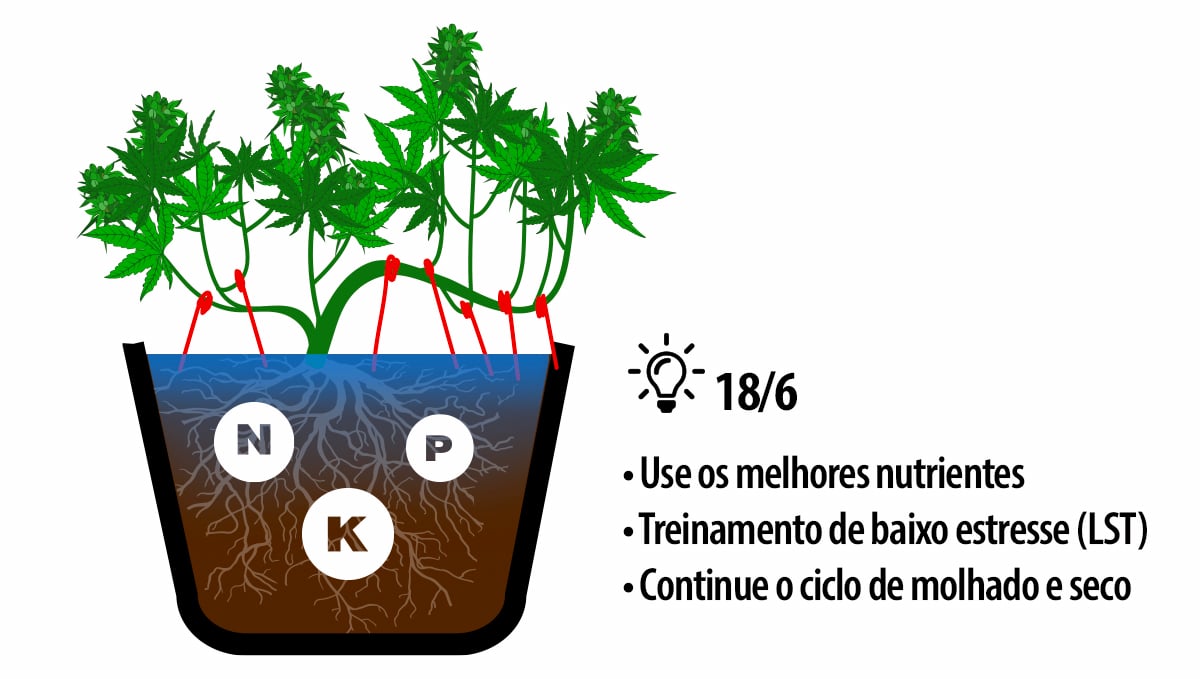 Como colher autoflorescentes: dicas de cultivo