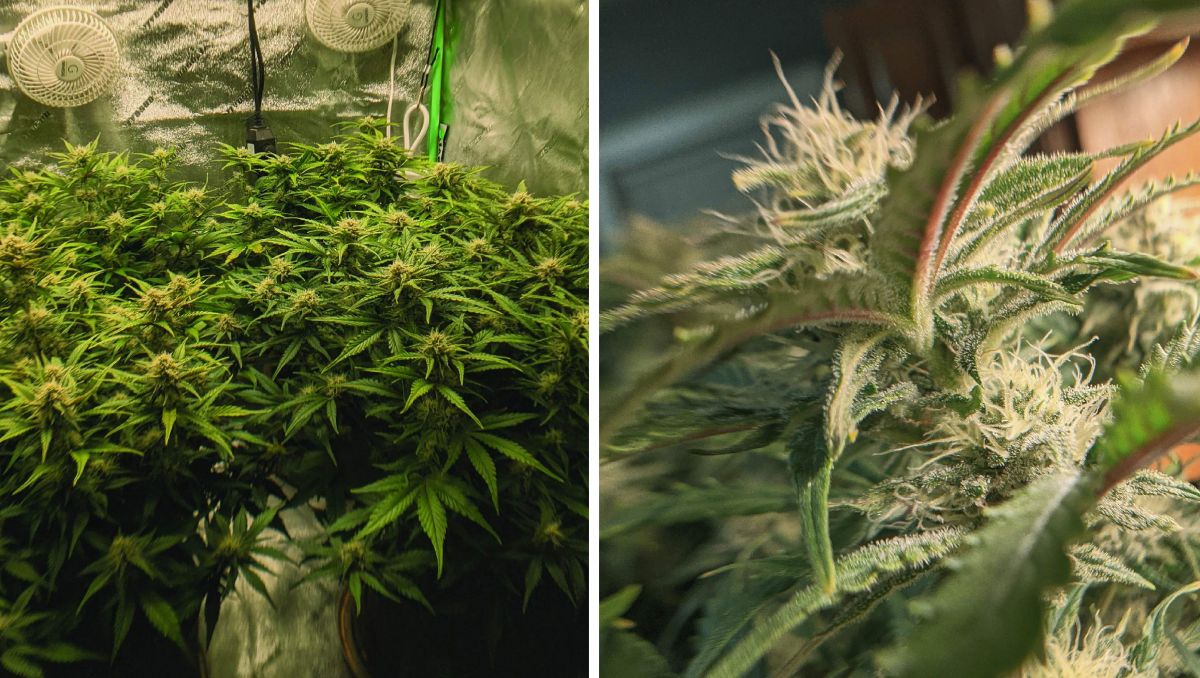 Gorilla Cookies Auto Cannabis Strain Week-by-Week Guide: Flowering full steam