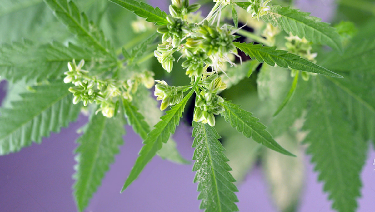 Deine Anleitung zur Cannabis-Blüte: Männliche Pollensäcke Deine Anleitung zur Cannabis-Blüte: Männliche Pollensäcke