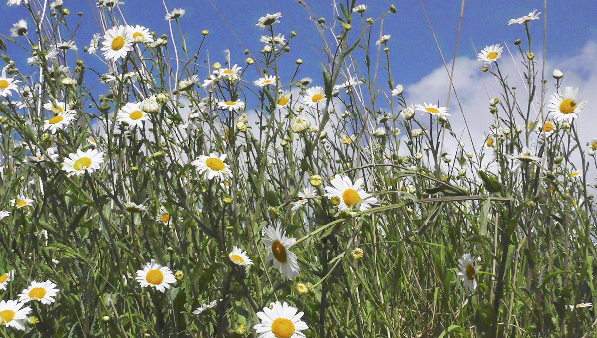 Chamomile is great for everything, even for blending it in your joints! Chamomile is great for everything, even for blending it in your joints!