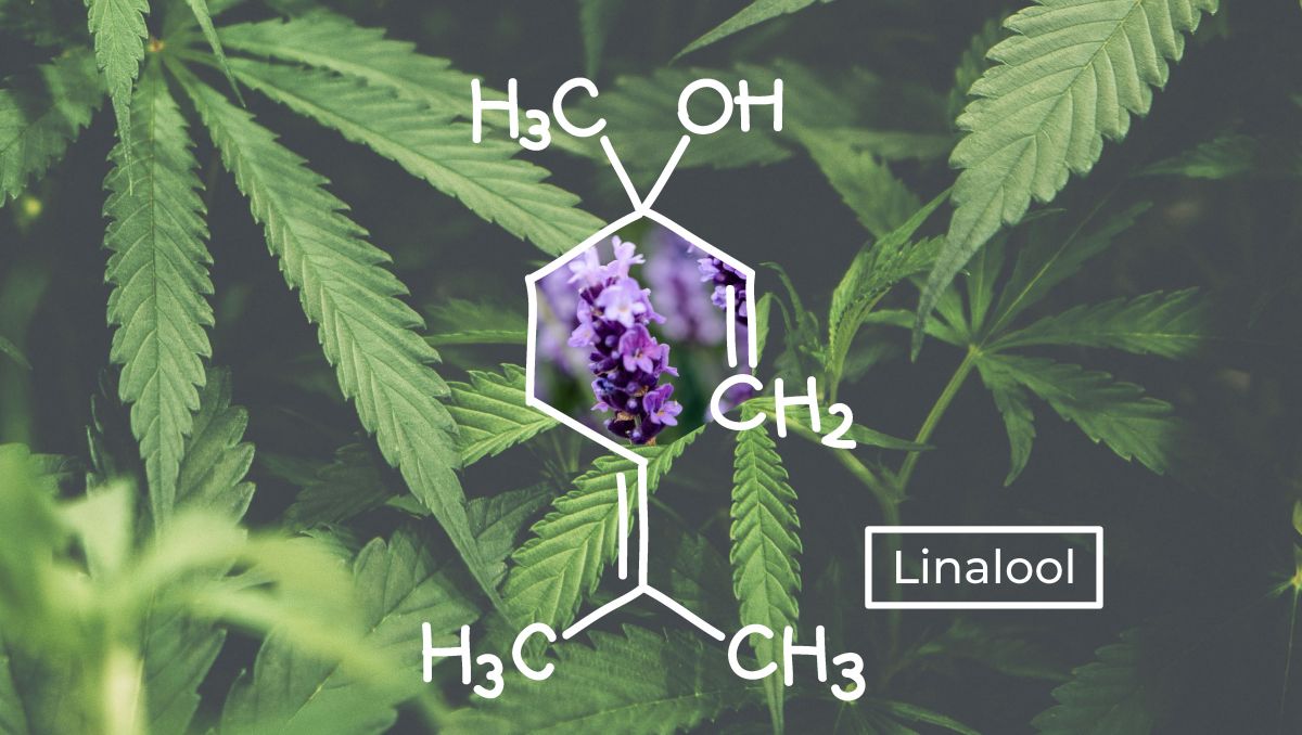 An illustration of linalool terpenes' molecular structure An illustration of linalool terpenes' molecular structure