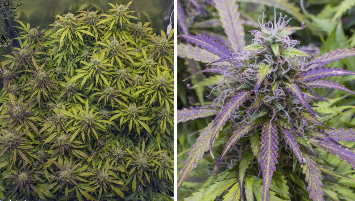 Gorilla Cookies Auto Cannabis Strain Week-by-Week Guide: Numerous colas and one maturing bud