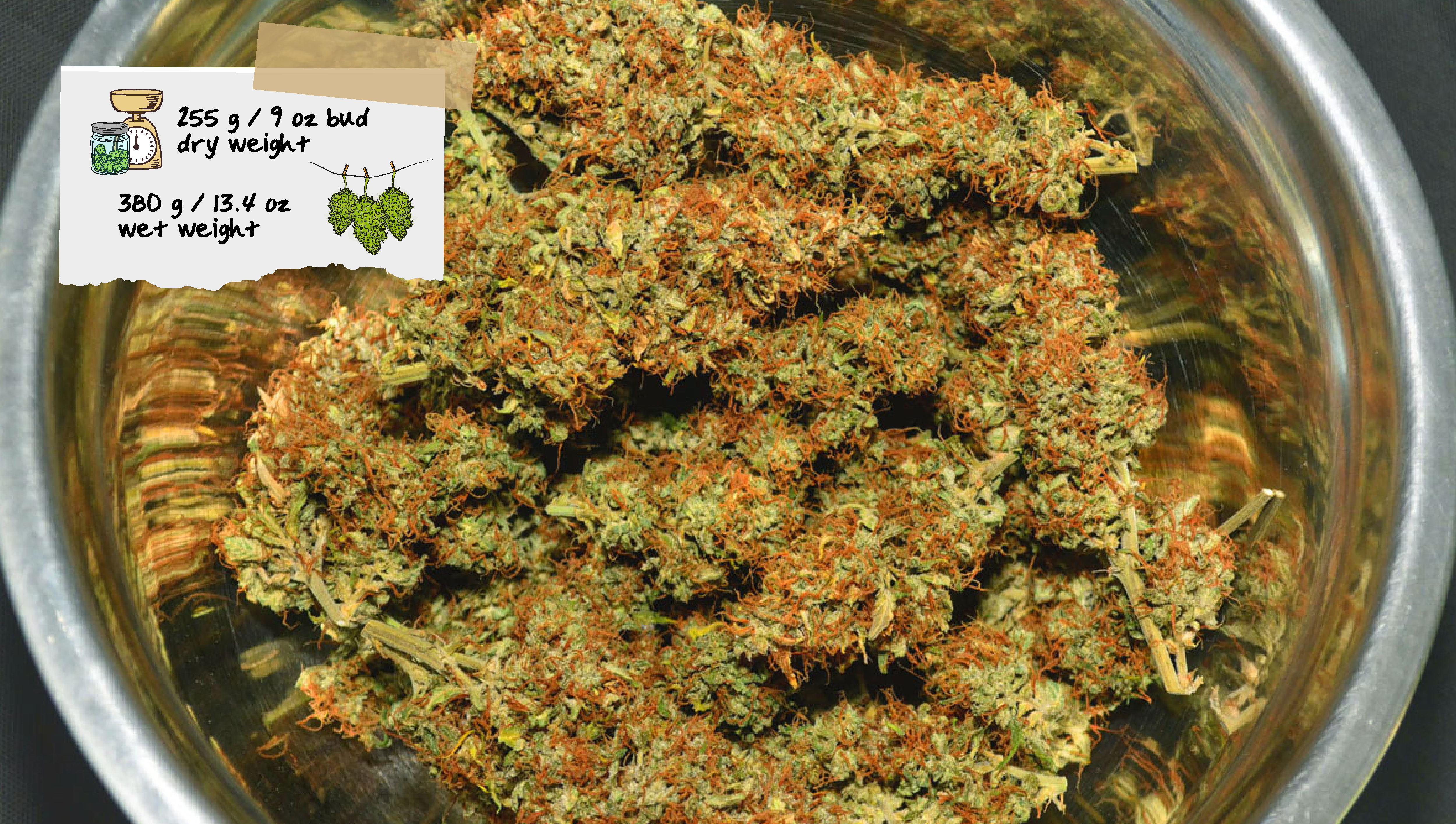 Vancplgrows Harvest Vancplgrows Harvest