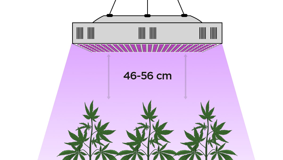 Can You Grow Autoflowers With LEDs? | Fast Buds