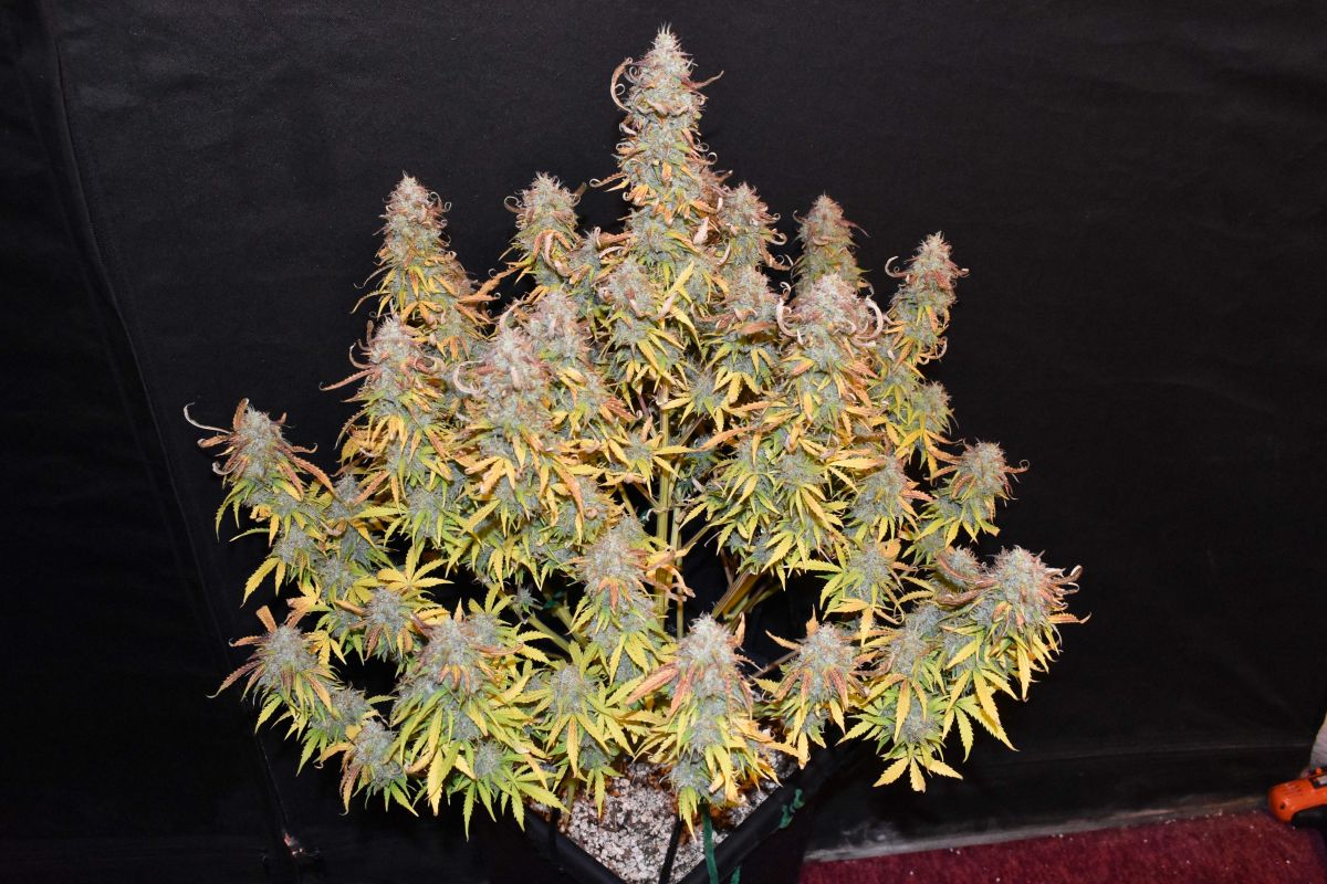 Cali snow by tripaholic