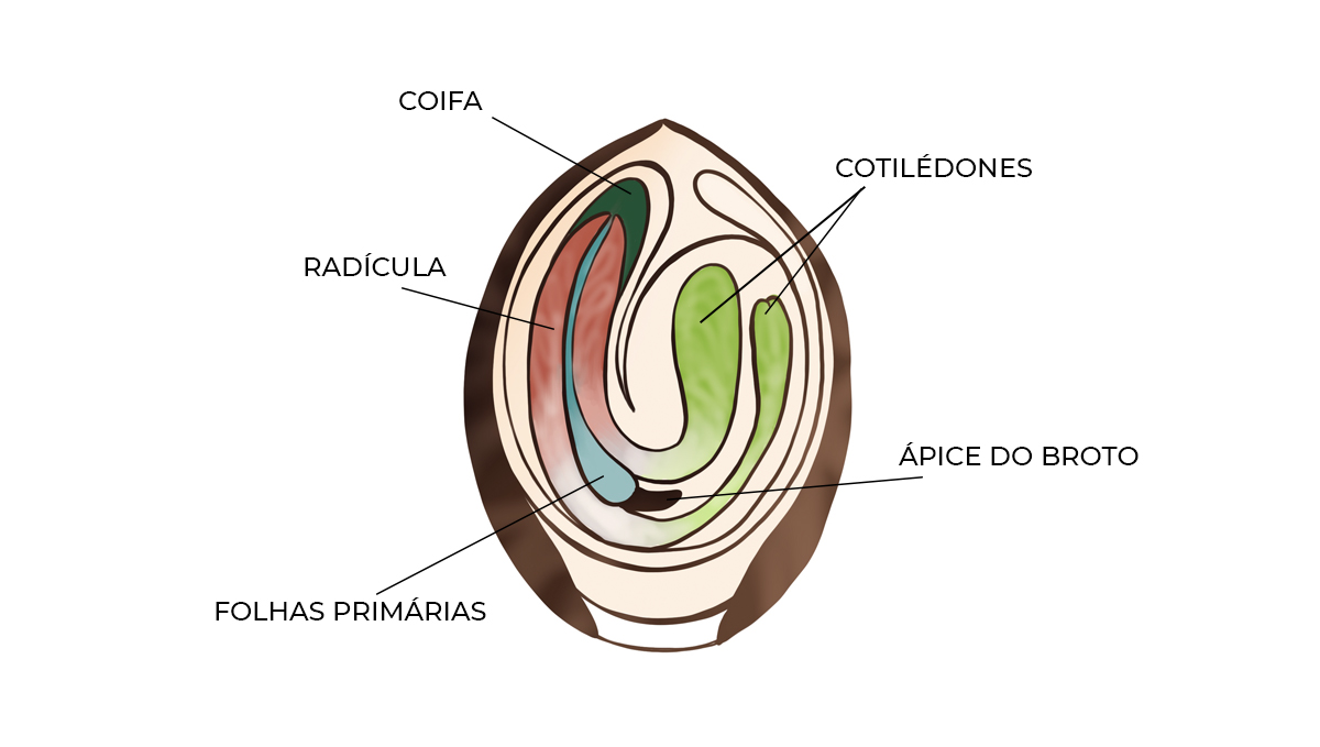 Guia de germinação: anatomia da semente Guia de germinação: anatomia da semente