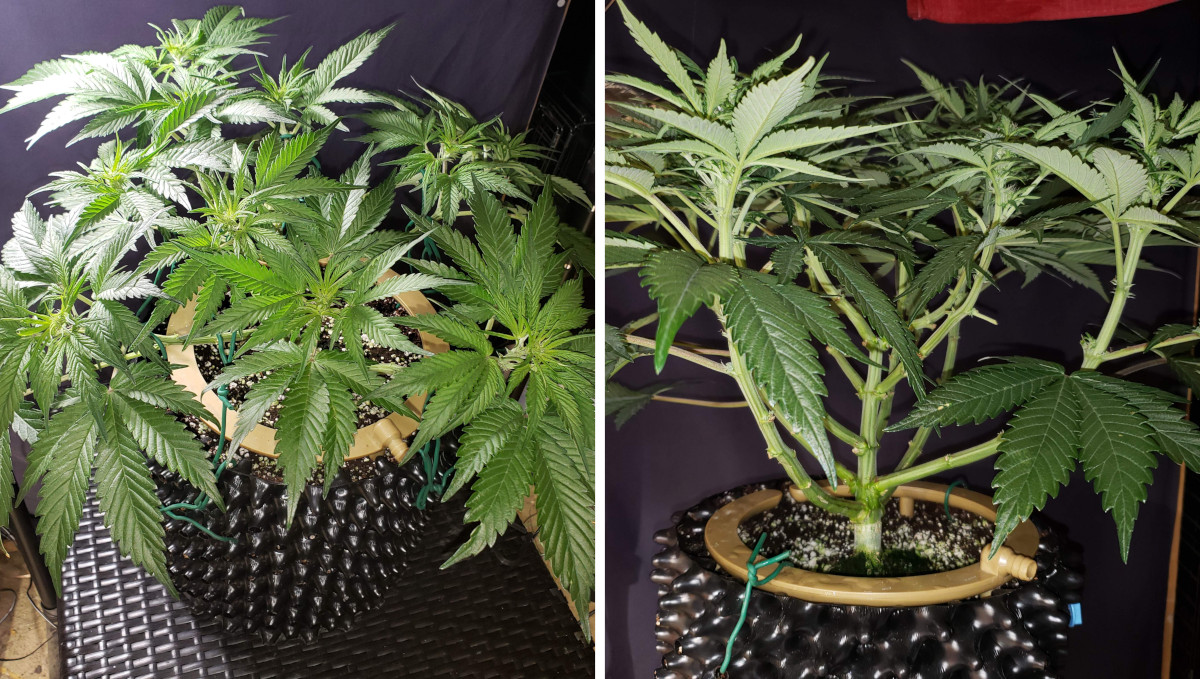 Strawberry Pie Auto Cannabis Strain Week-by-Week Guide: An LSTd and defoliated autoflower with sparse foilage