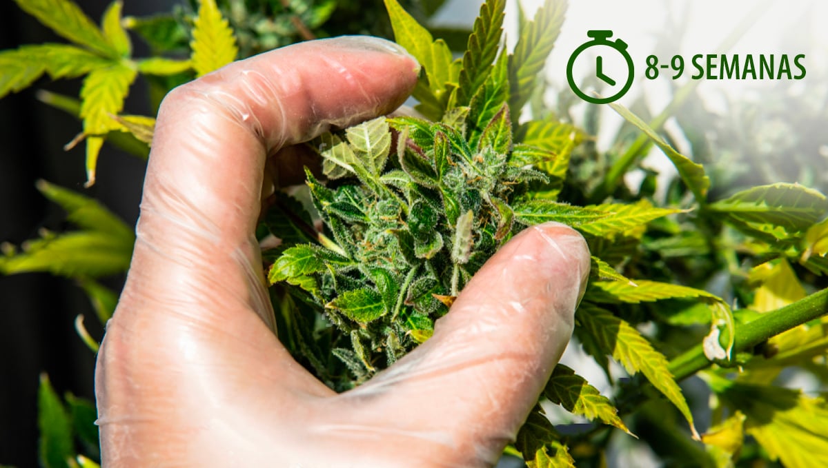 Cosecha tu cannabis autofloreciente: calendario del criador