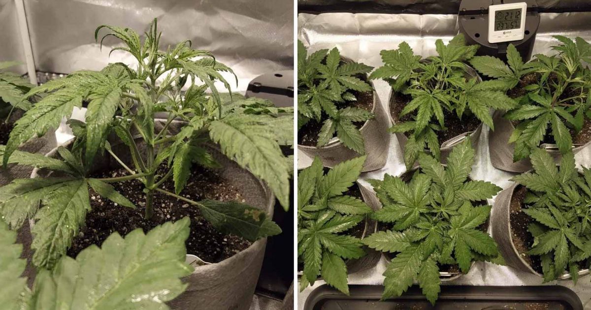 White Widow Auto guide: week 3 White Widow Auto guide: week 3