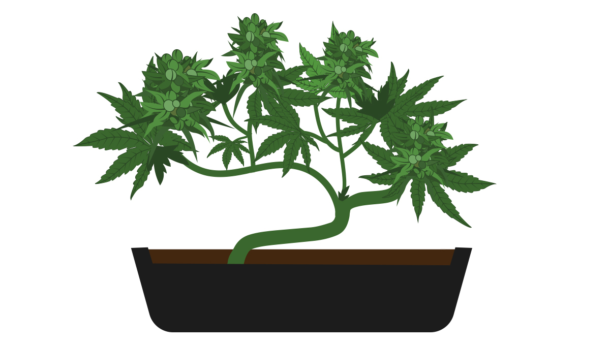 How to grow your own cannabis bonsai: harvesting How to grow your own cannabis bonsai: harvesting