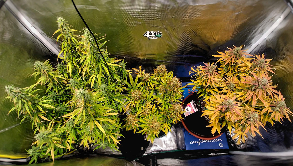 weed plants ready for harvest weed plants ready for harvest