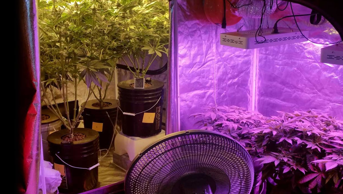 How To Maintain A Perpetual Harvest: multiple grow tents