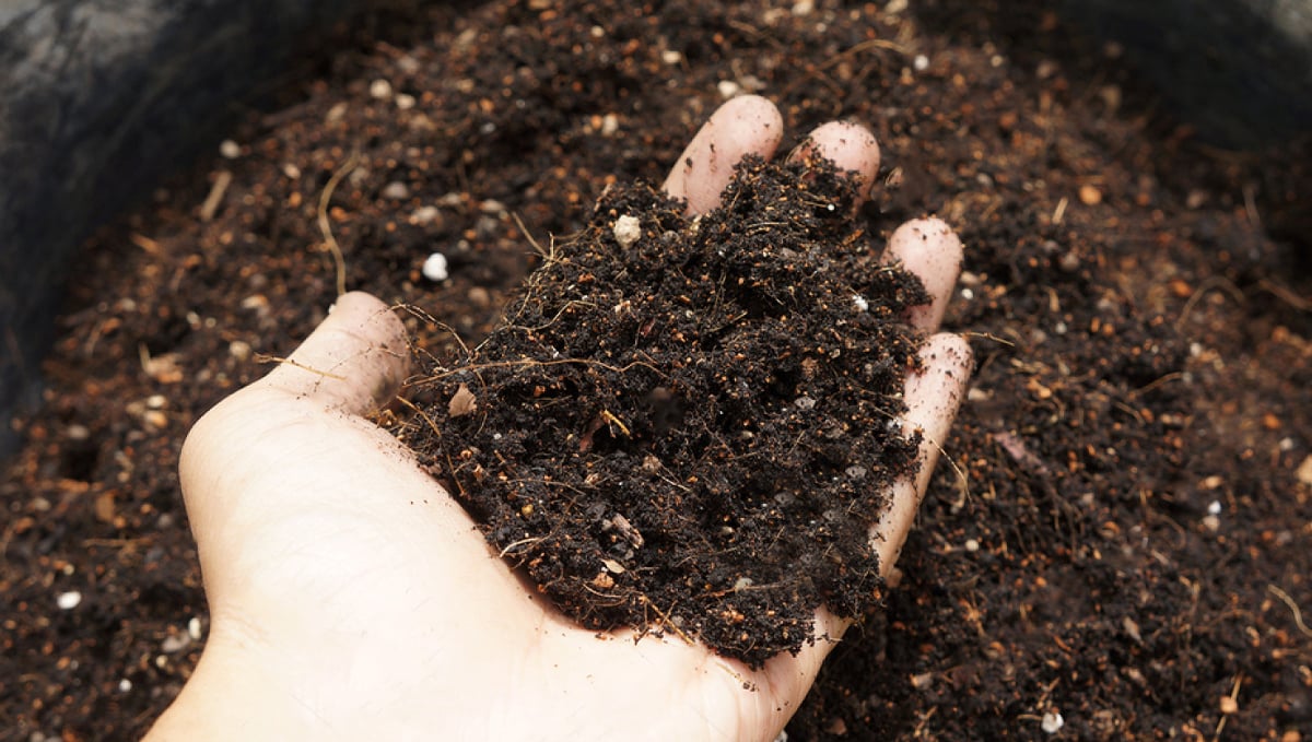 super soil for cannabis plants: mix soil super soil for cannabis plants: mix soil