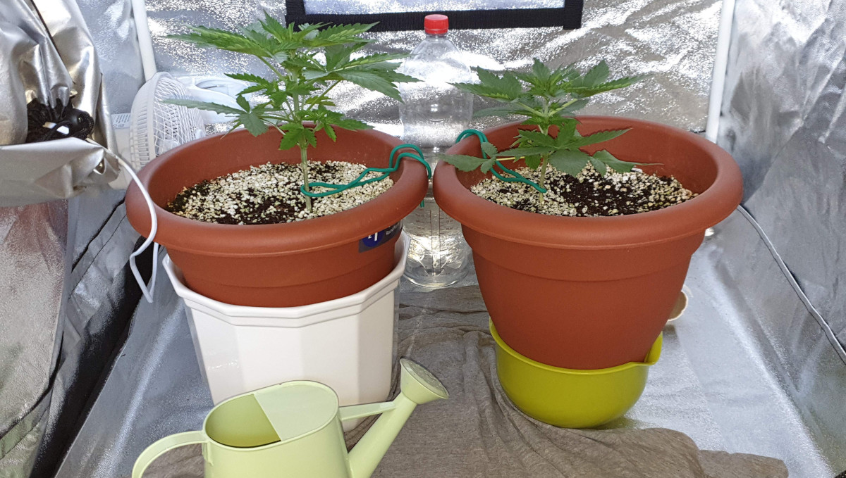 Orange Sherbet Auto Cannabis Strain Week-by-Week Guide: Two small ganja plants in cheap plastic pots Orange Sherbet Auto Cannabis Strain Week-by-Week Guide: Two small ganja plants in cheap plastic pots
