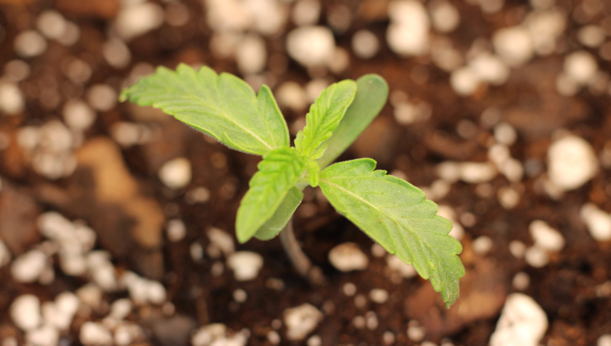 Gelato Auto Cannabis Strain Week-by-Week Guide: A sickly marijuana seedling with yellowing leaves Gelato Auto Cannabis Strain Week-by-Week Guide: A sickly marijuana seedling with yellowing leaves
