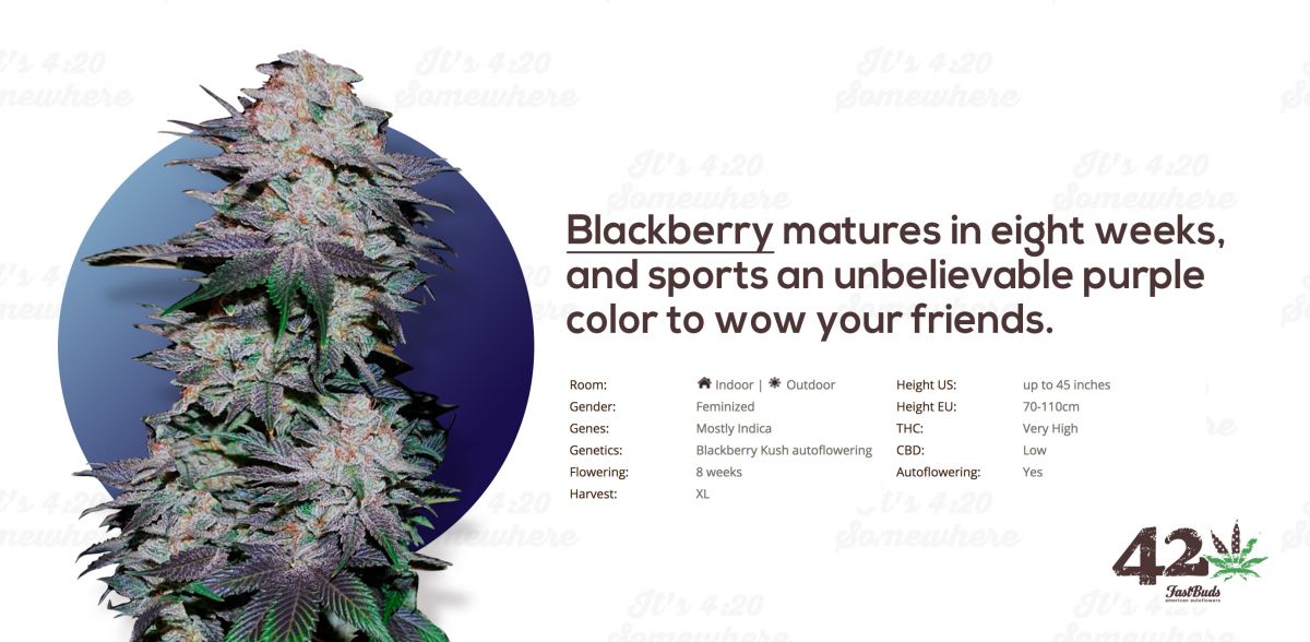 Fast Buds Autoflower Blackberry Kush