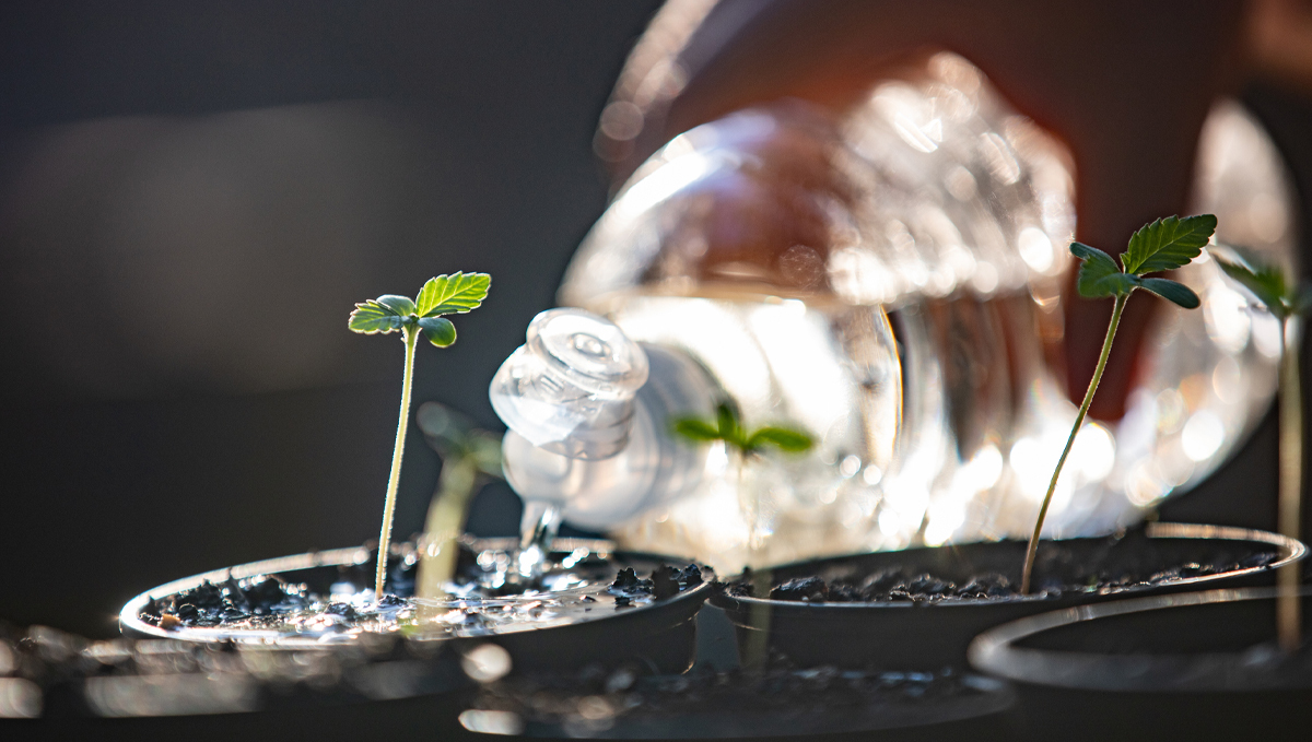 Advanced nutrients for autoflowers: products