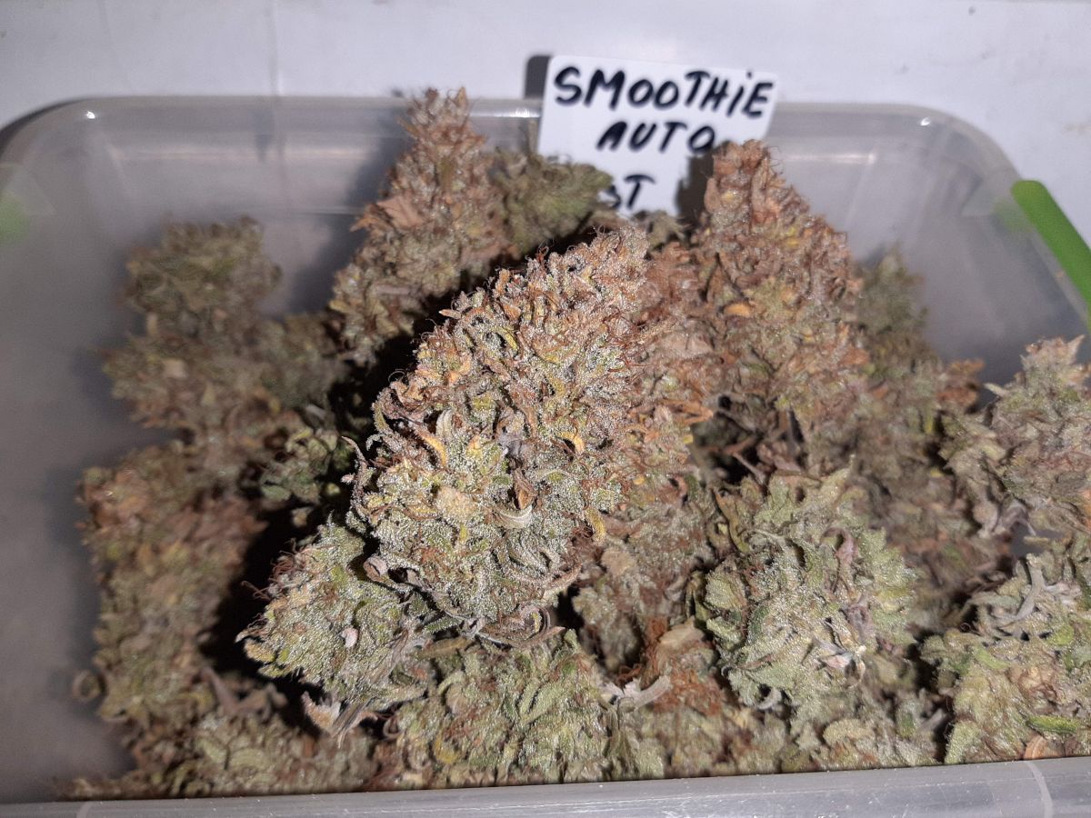 Smoothie Auto Fastbuds by ClubRiot