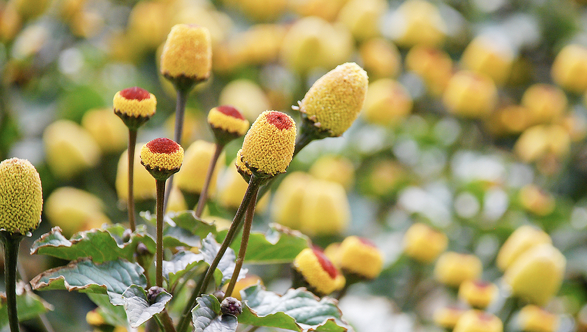 Non-marijuana cannabinoids: electric daisy Non-marijuana cannabinoids: electric daisy