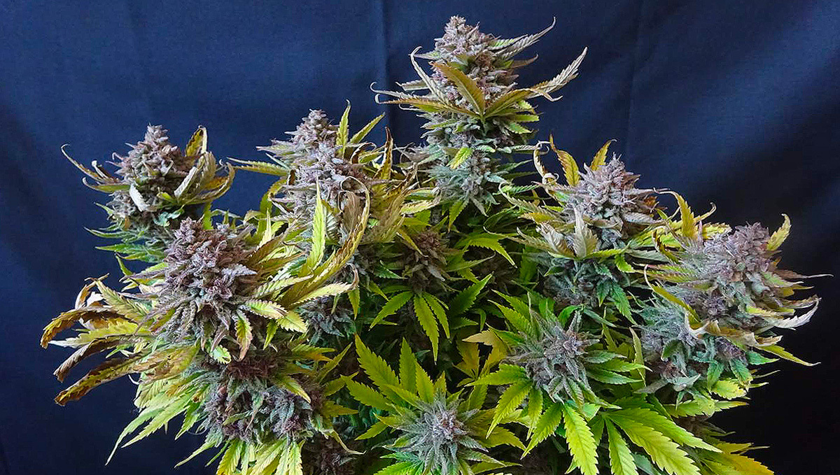 Strawberry pie auto