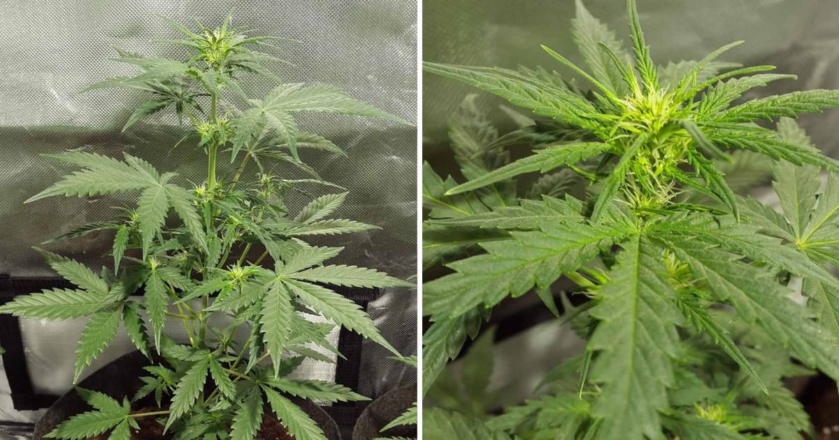 White Widow Auto guide: week 4 White Widow Auto guide: week 4