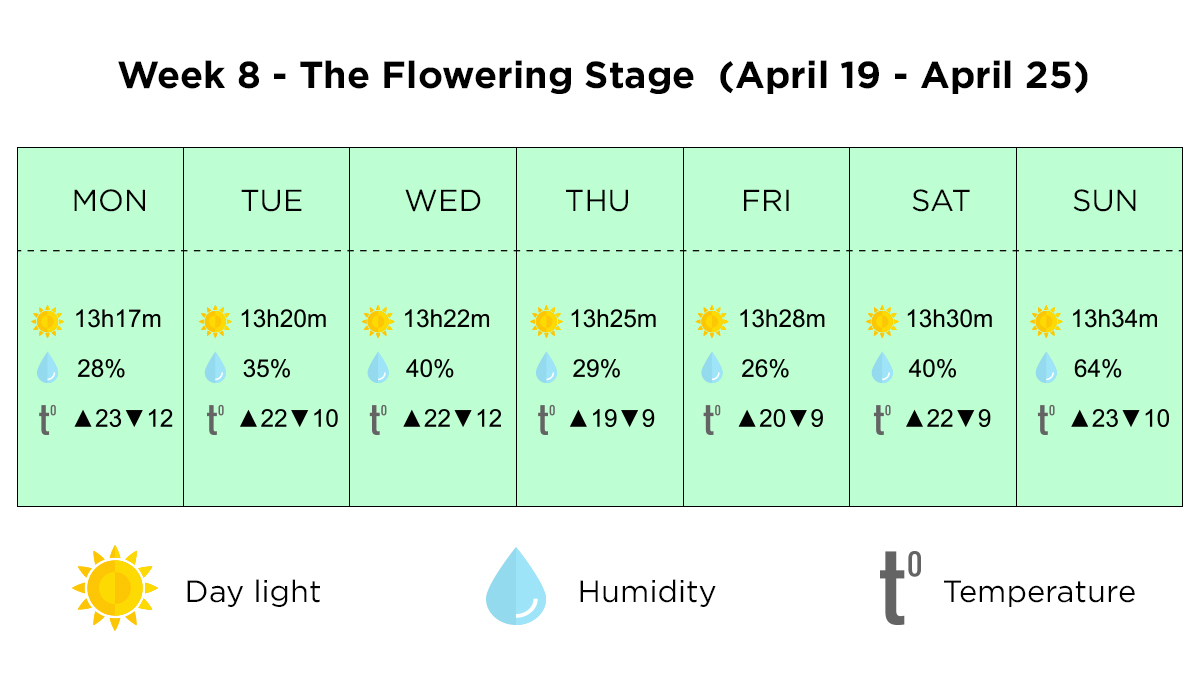Growing cannabis outdoors in Italy: week 8 of the vegetative stage