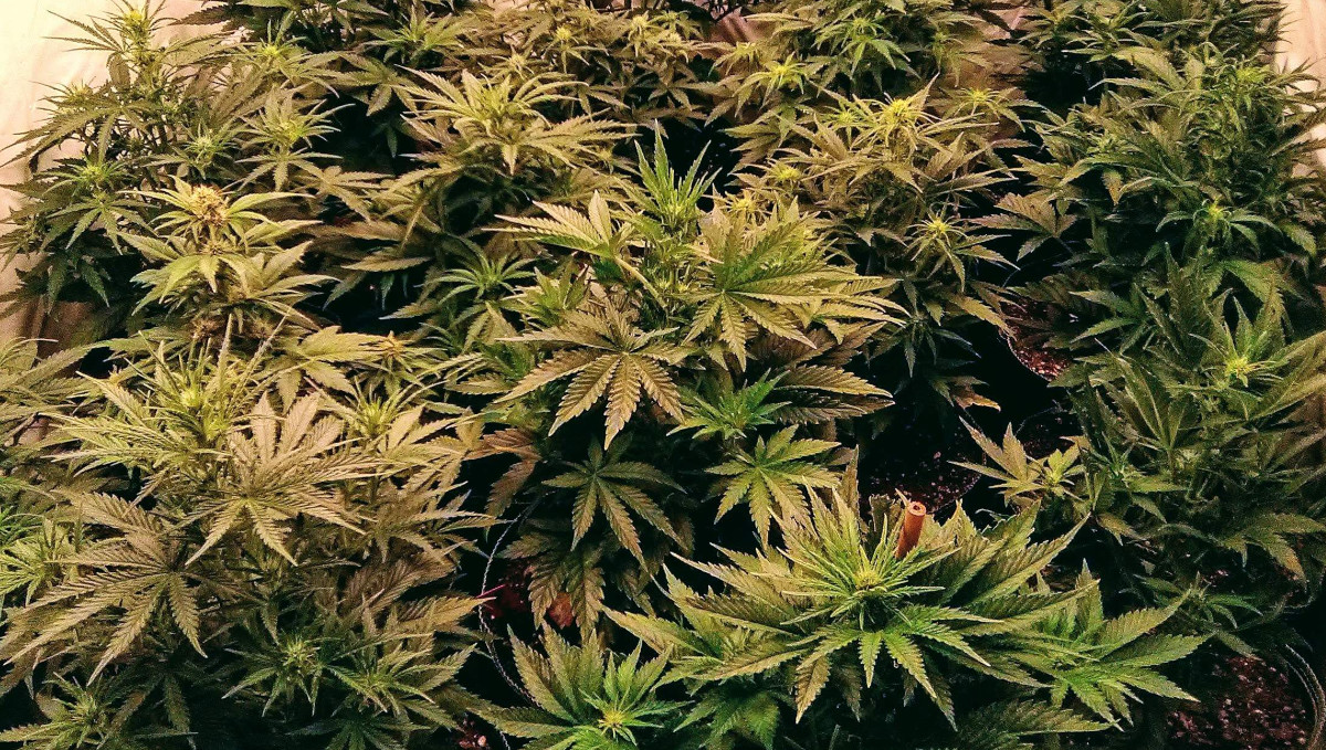 Orange Sherbet Auto Cannabis Strain Week-by-Week Guide: Flowering ganja plants grown in a tent SOG-style Orange Sherbet Auto Cannabis Strain Week-by-Week Guide: Flowering ganja plants grown in a tent SOG-style