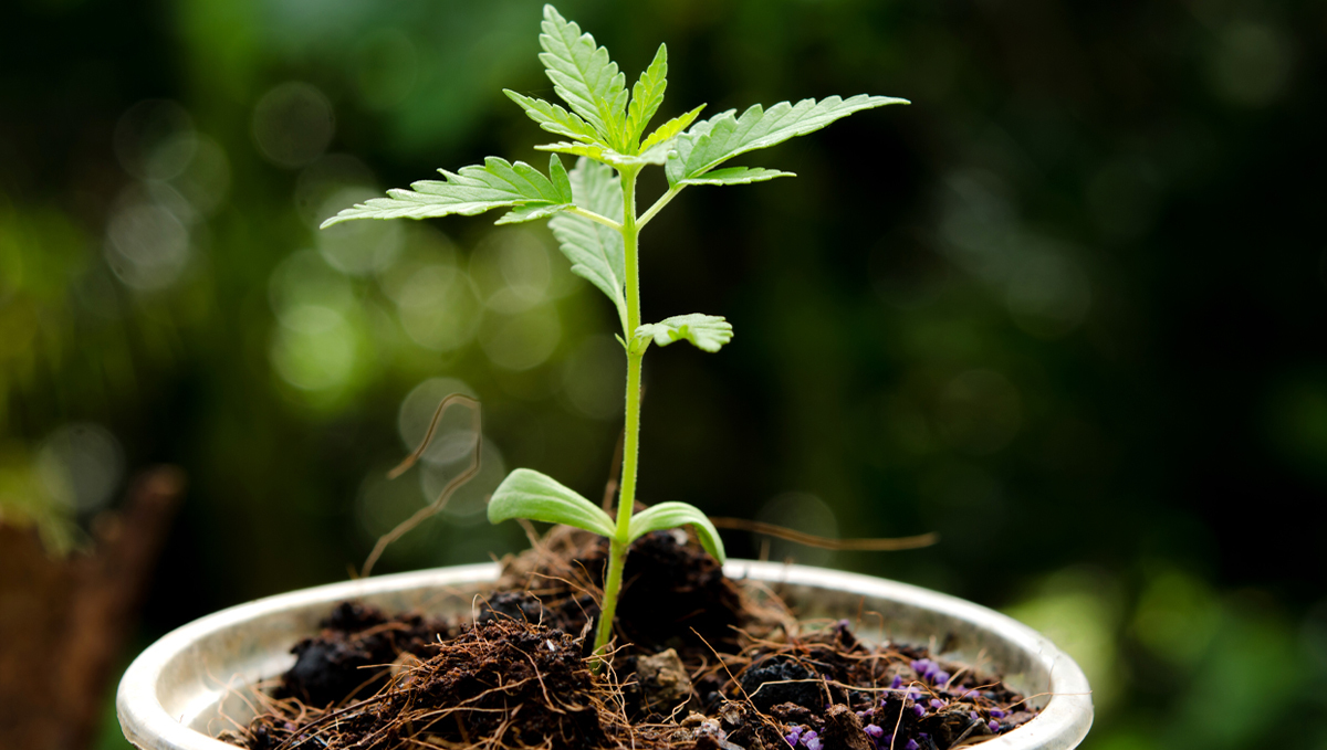 Shogun usage guide: coco Shogun usage guide: coco