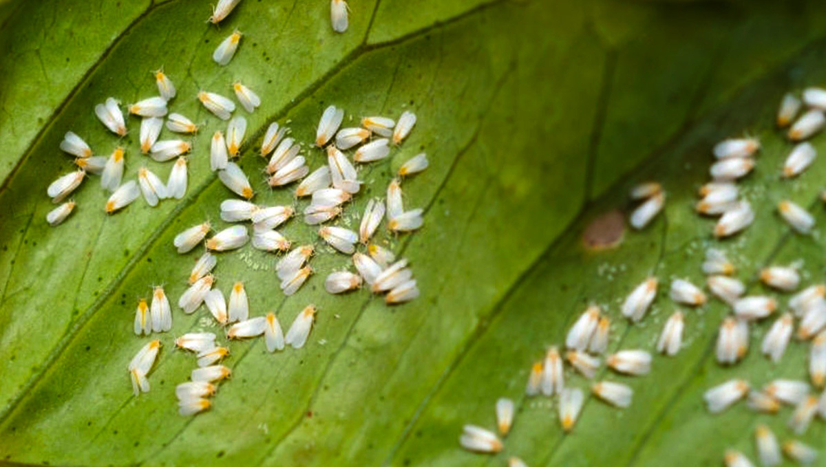 Most Common Pests In Cannabis: White Flies | Fast Buds