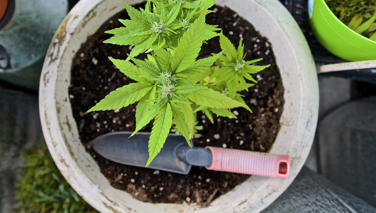 9 time-saving tips: super soil 9 time-saving tips: super soil