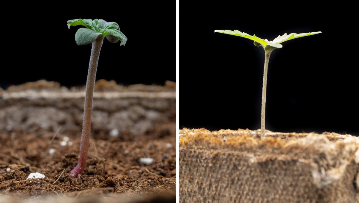 Gorilla Cookies Auto Cannabis Strain Week-by-Week Guide: Seedlings at days 3 and 7