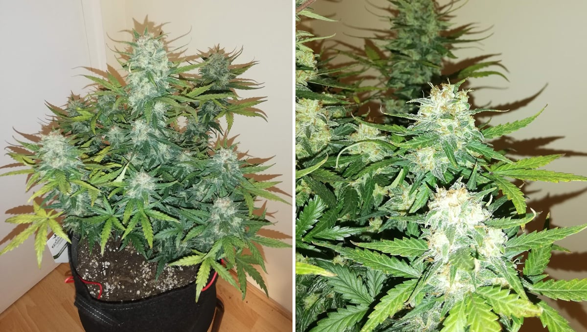 5 самых коротких автоцветов: cbd crack auto Five shortest autoflower strains: cbd crack auto
