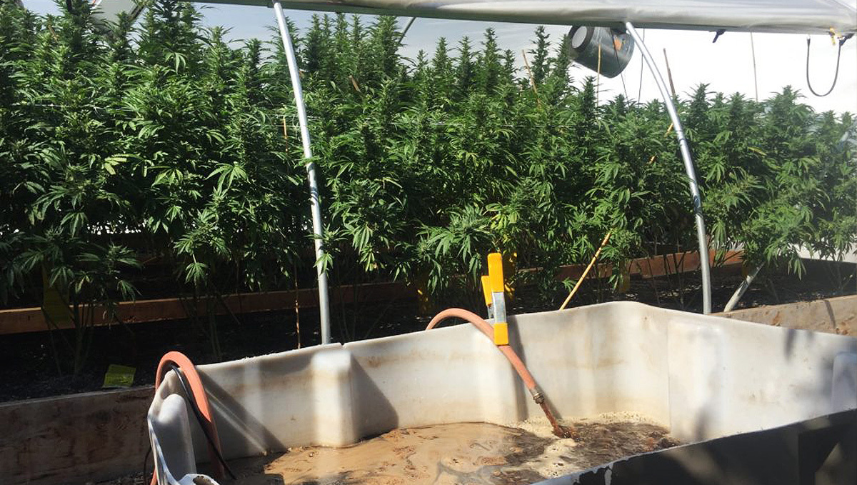 Organic teas for cannabis: how to make Organic teas for cannabis: how to make