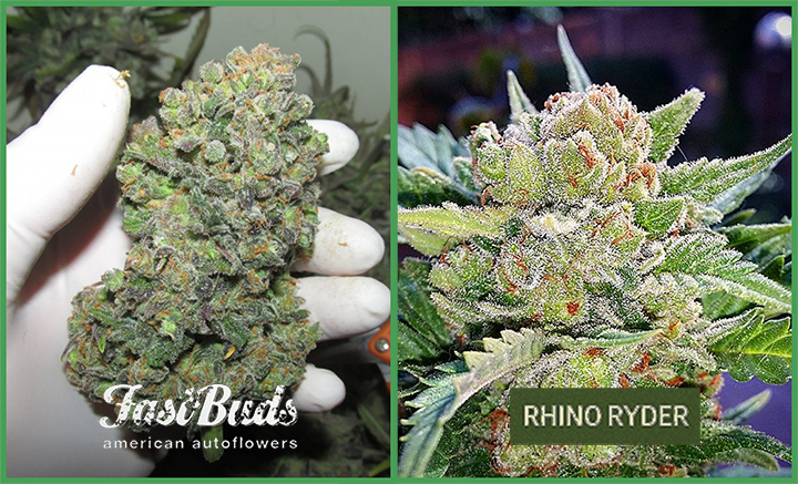 rhinoryder collage