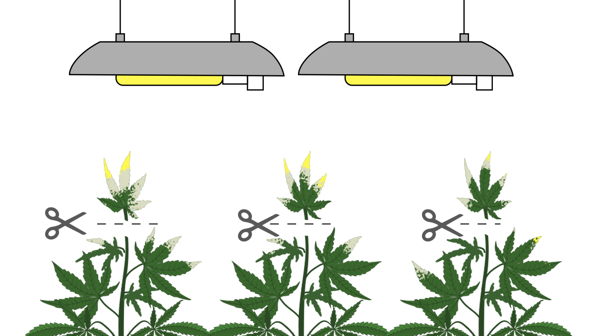 Light burn: recovery Light burn: recovery