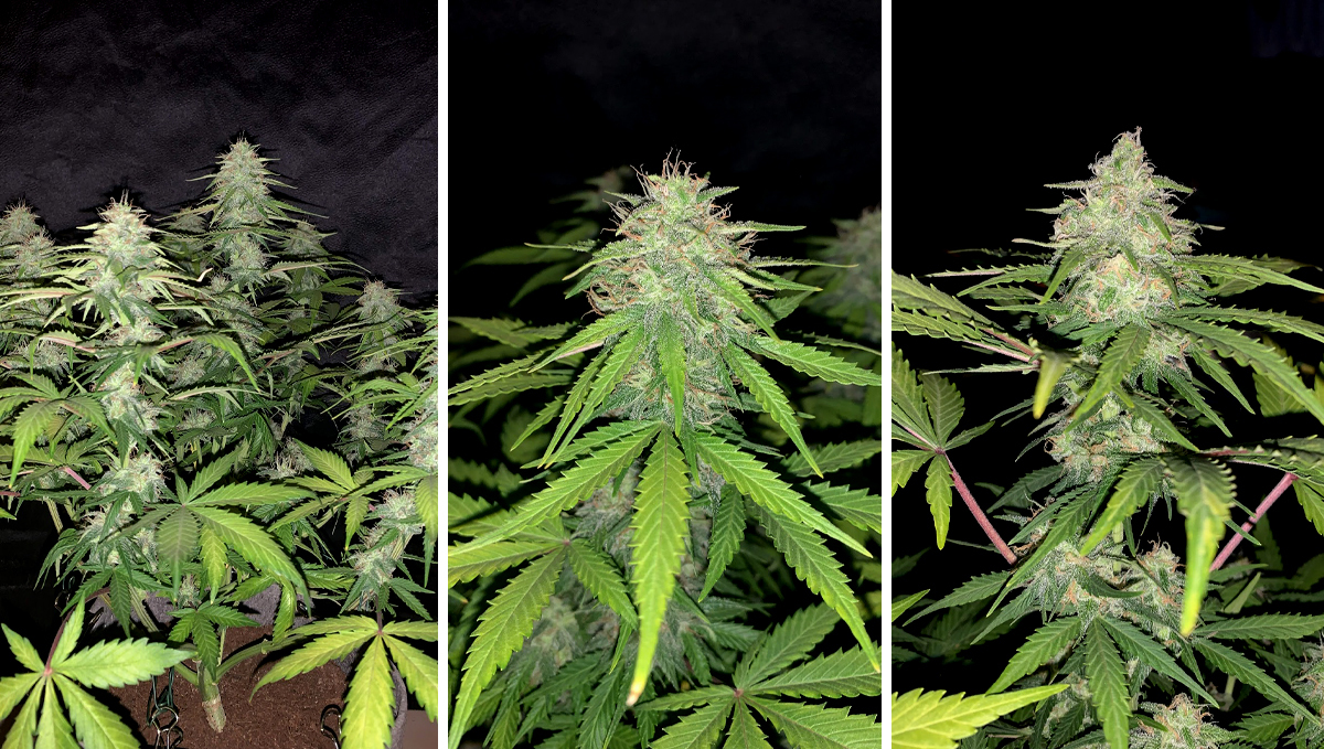 BubbleGum Auto: week 9