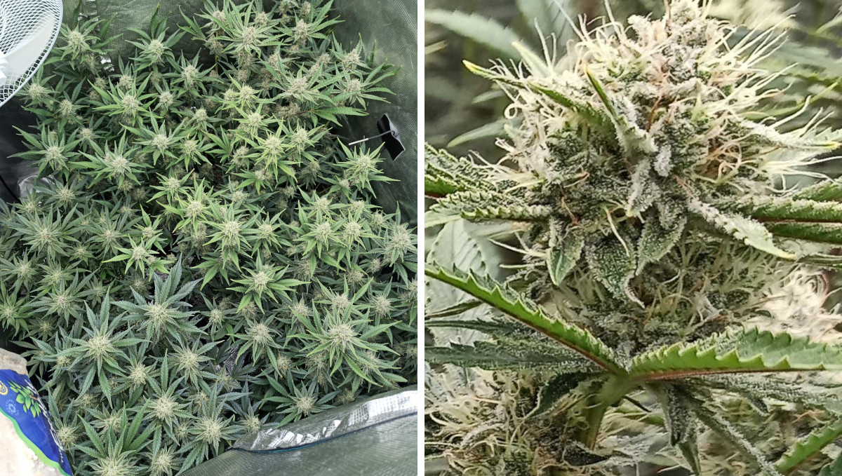 Strawberry Pie Auto Cannabis Strain Week-by-Week Guide: A grow tent filled with many frosty flower tops and a close-up of a resinous bud