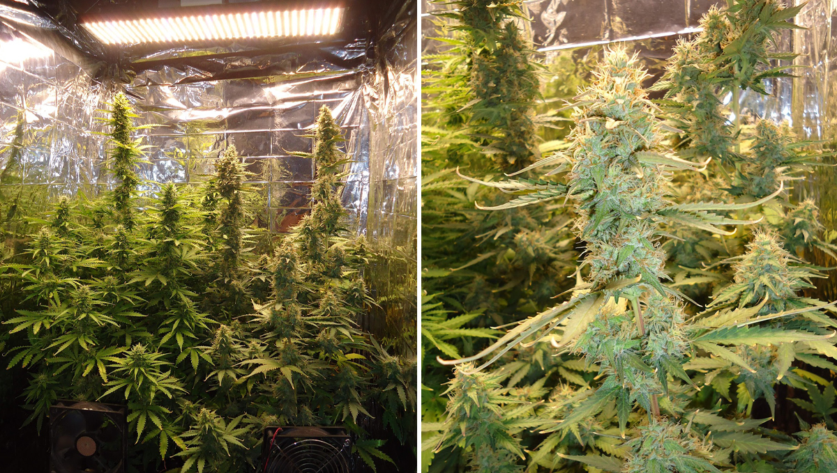5 самых коротких автоцветов: green crack auto Five shortest autoflower strains: green crack auto