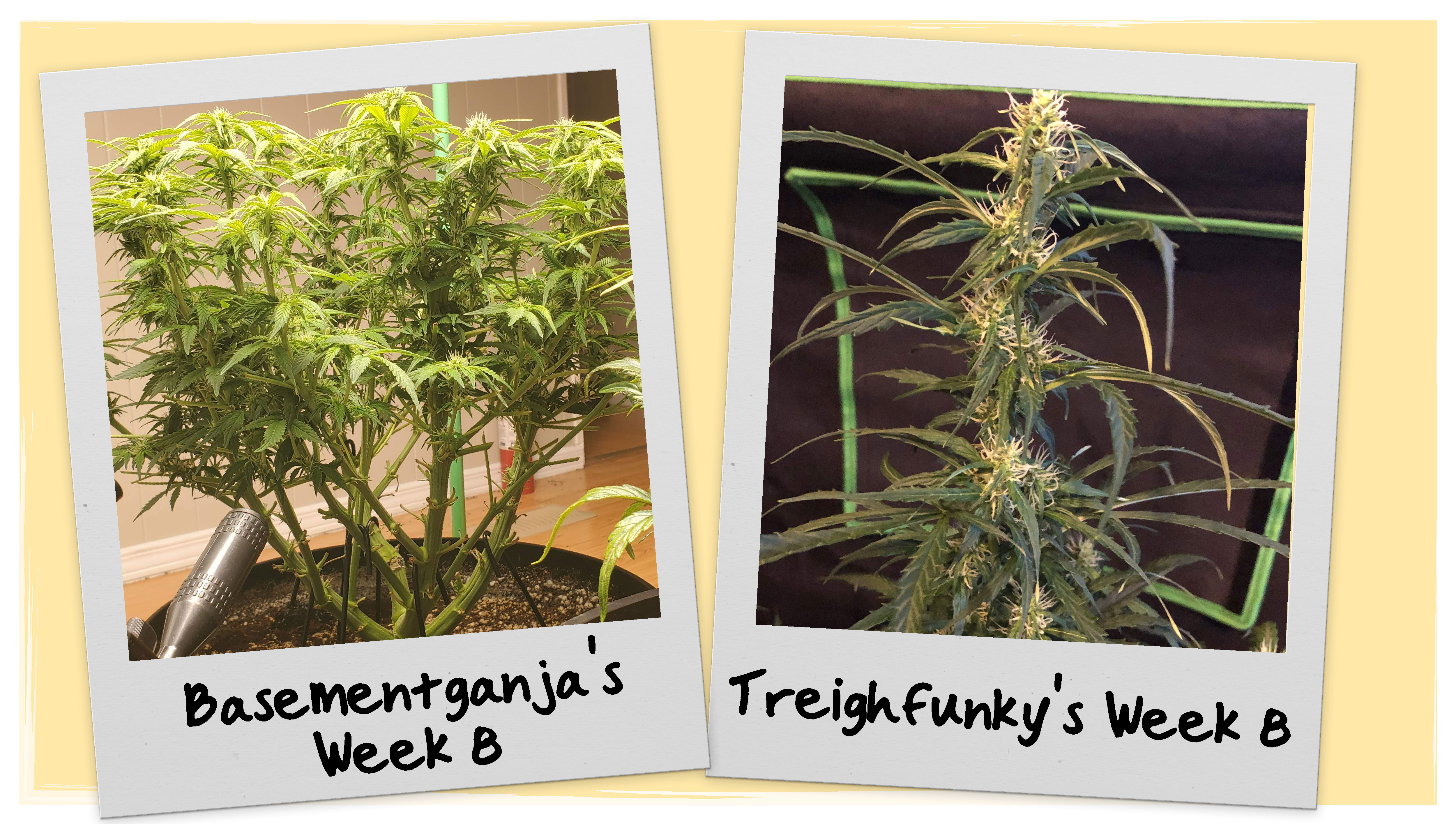 Week 8 Grow Progress Week 8 Grow Progress