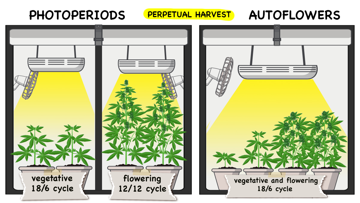 Photoperiods vs Autoflowers: Kontinuierliche Ernte Photoperiods vs Autoflowers: Kontinuierliche Ernte