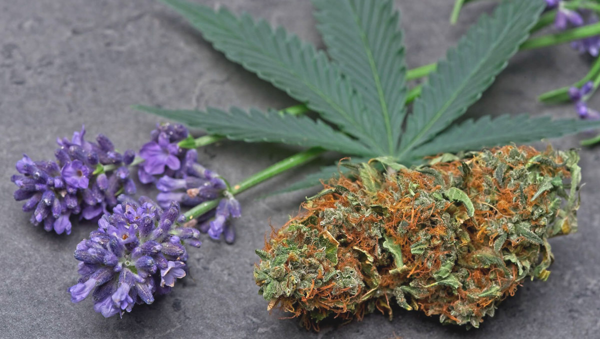 Linalool terpenes have a floral, spicy and woody smell and flavor. Linalool terpenes have a floral, spicy and woody smell and flavor.