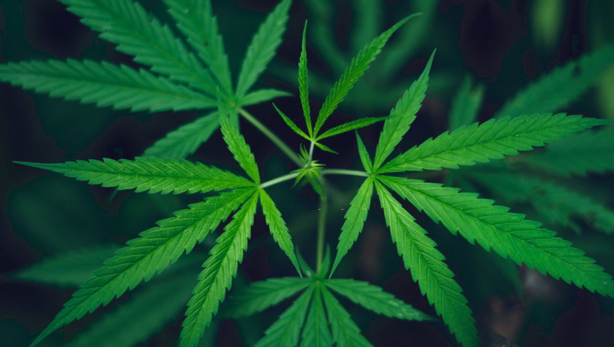 Sativa Plant