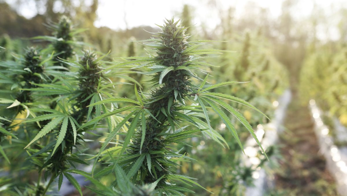 Top 5 Outdoor Autoflower Samen: Vorteile des Anbaus im Freien Top 5 Outdoor Autoflower Samen: Vorteile des Anbaus im Freien