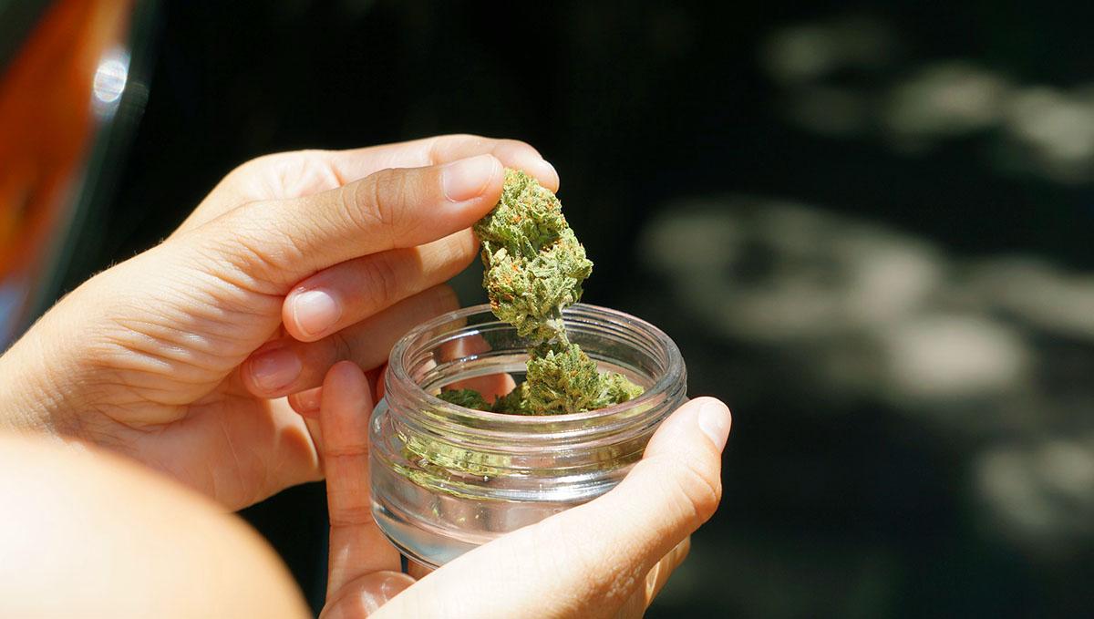 Cannabis: From Bud Tender to Master Grower: Becoming a cannabis tester is probably every stoner's dream.