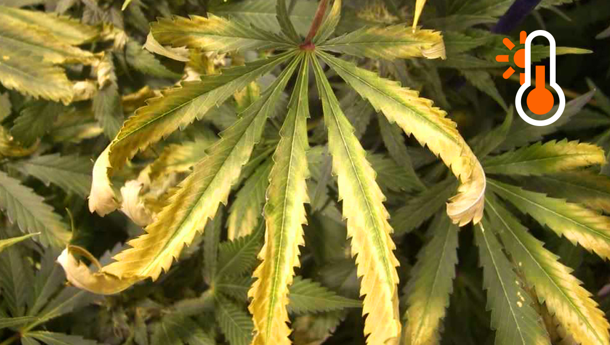 How the environment affects buds: excessive heat How the environment affects buds: excessive heat